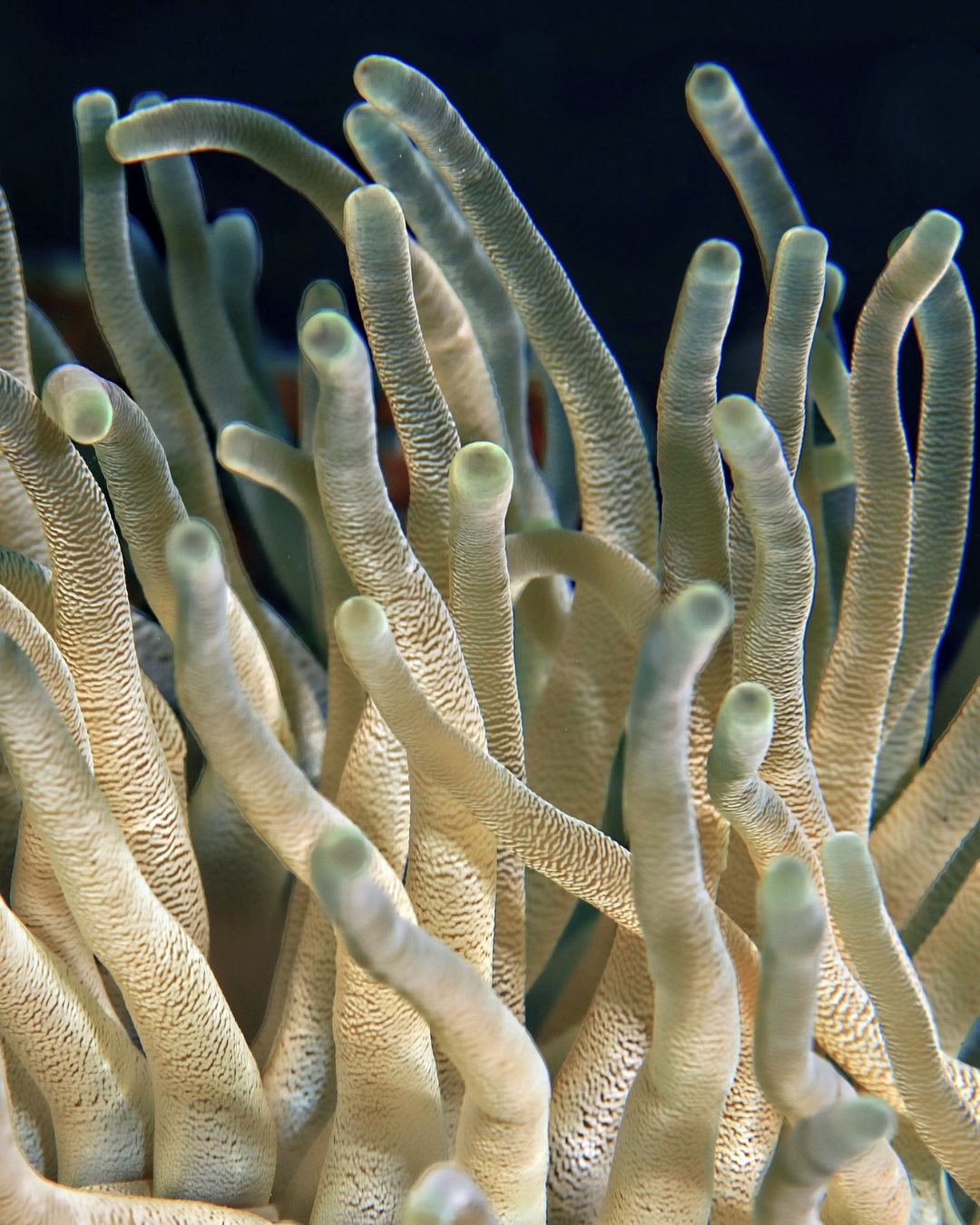 CLASSIC CORAL NO. 320