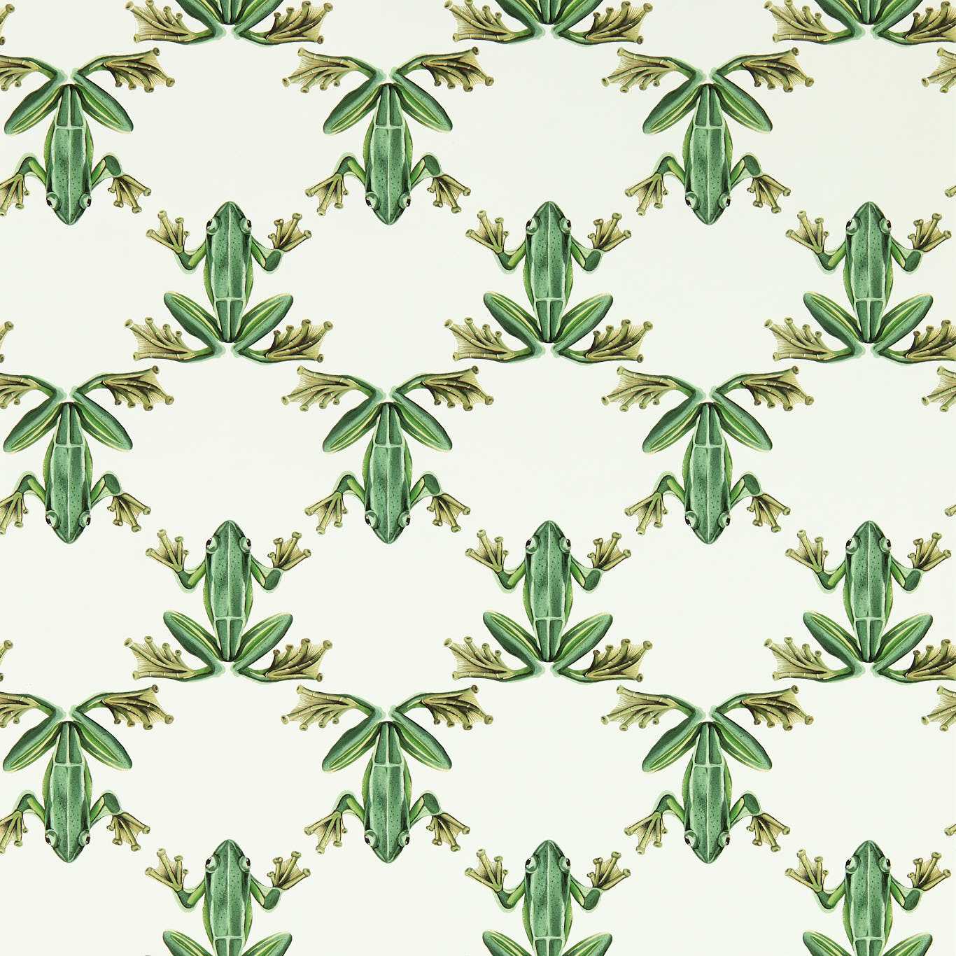 Harlequin Wood Frog Behang 113011 — LAB COLOUR THE WORLD