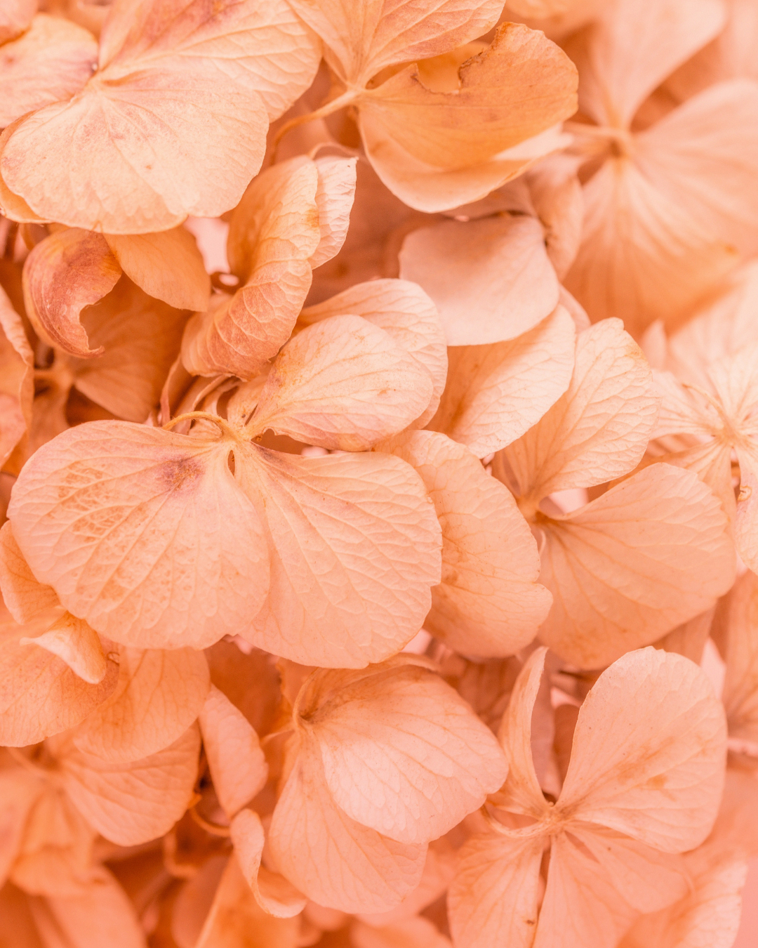 ORANGE BARISTA NO. 117