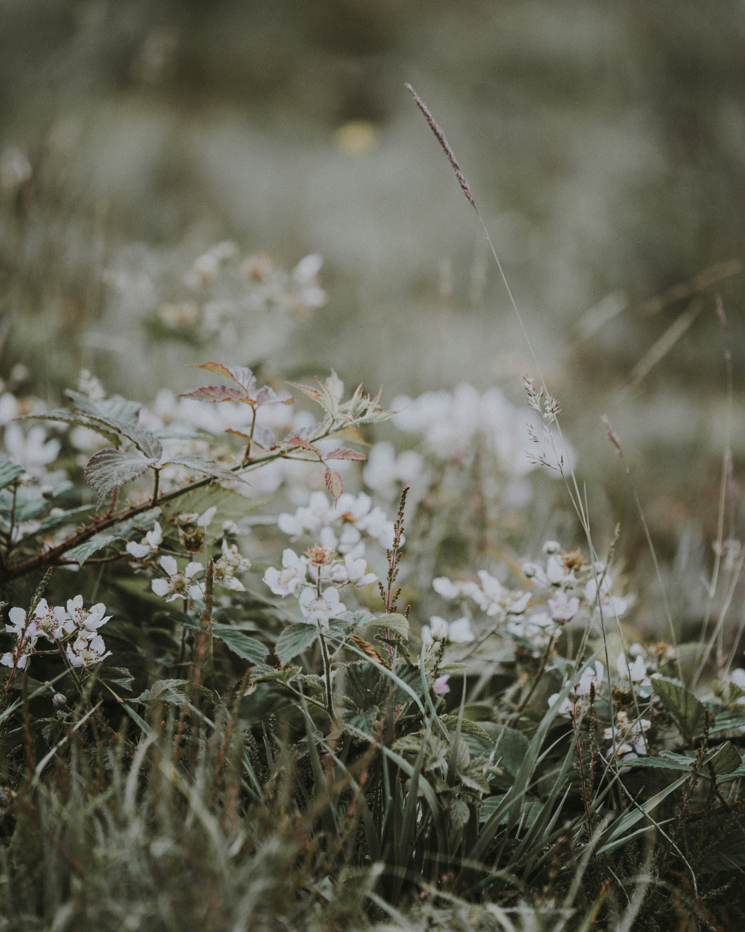 Smoking grass no. 23