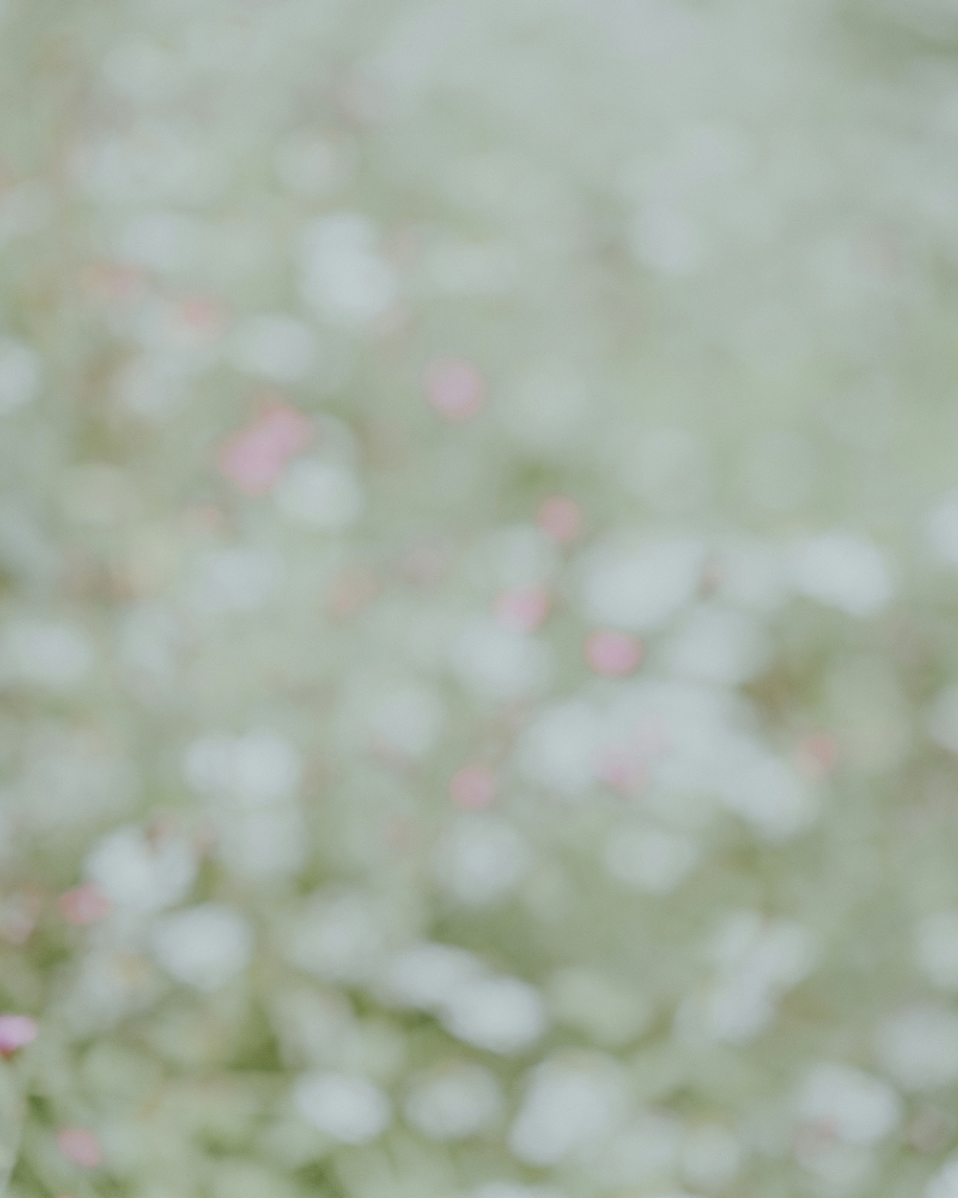 SOFTENED GREEN NO. 271