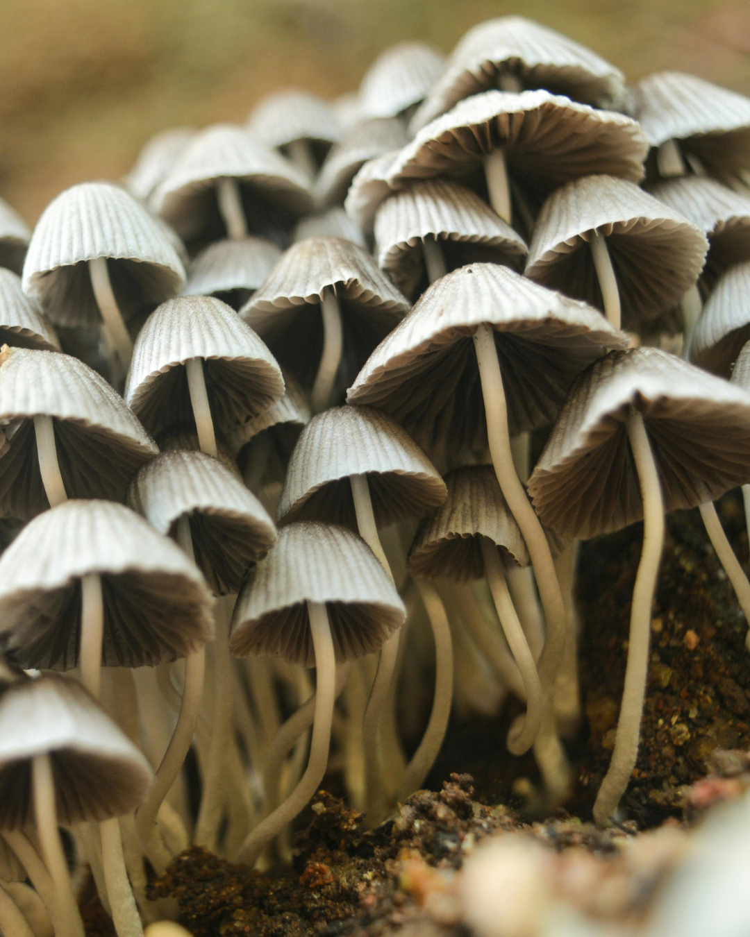 WHITE TRUFFLE NO. 644