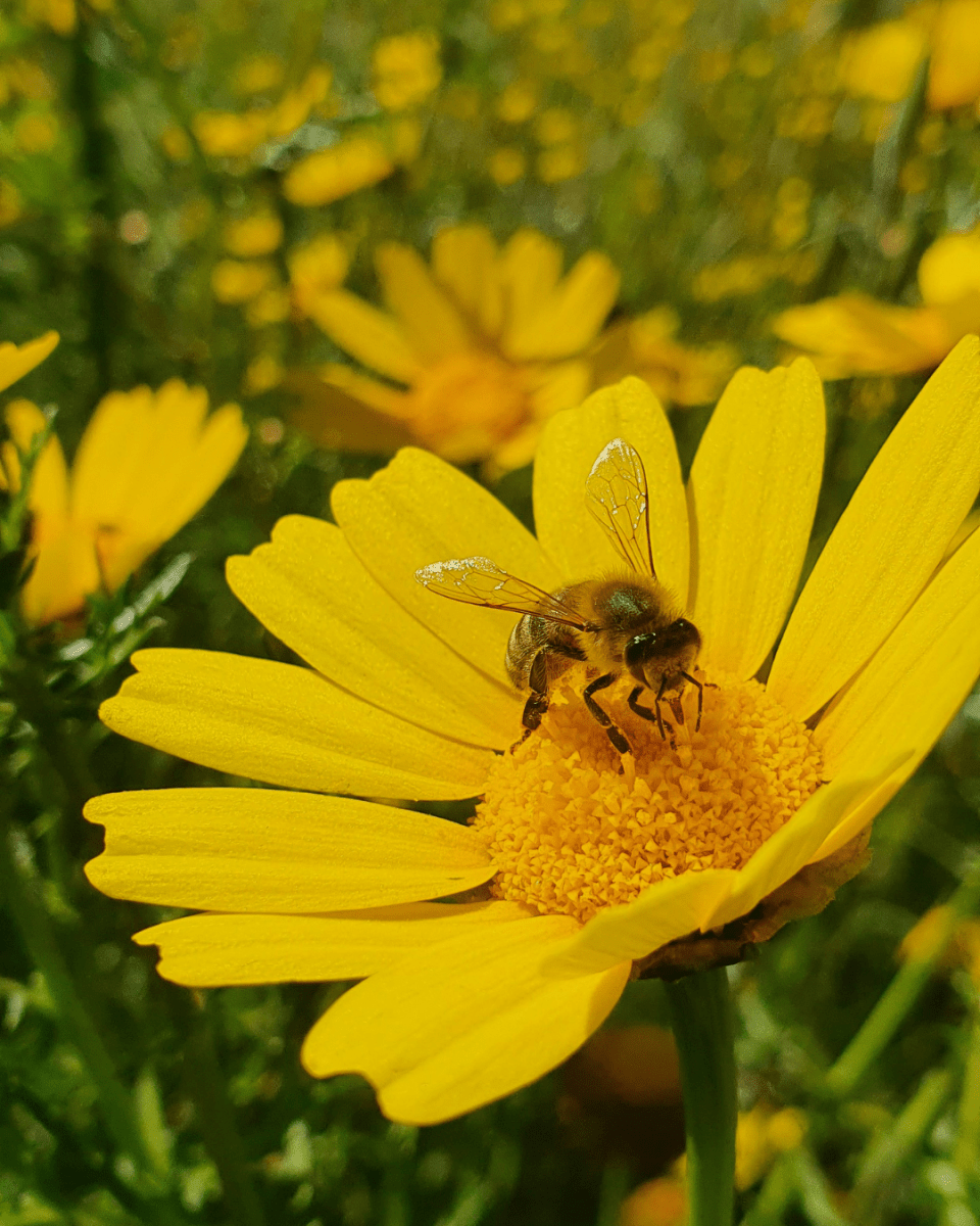 BUMBLEBEE NO. 872 - LAB COLOUR THE WORLD