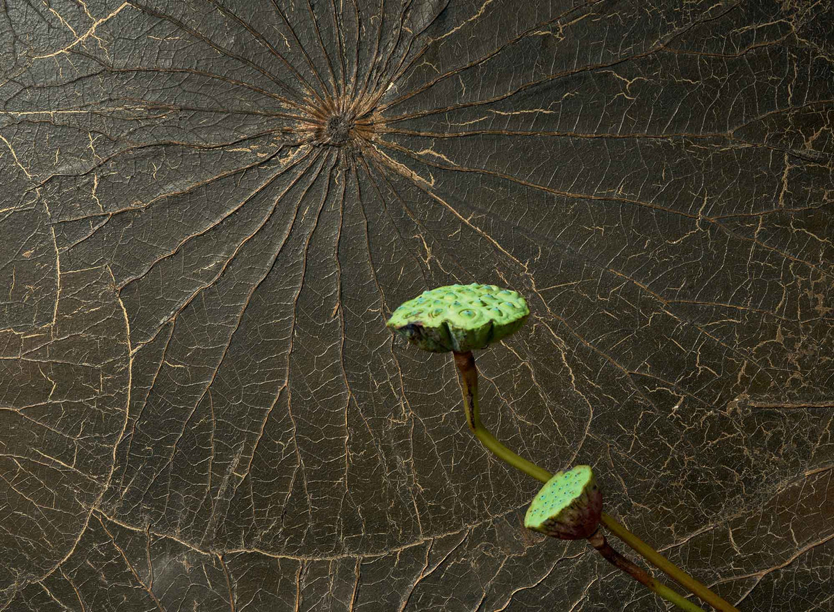 CMO Paris Nénuphar Sauvage Behang WNE 02 - noir