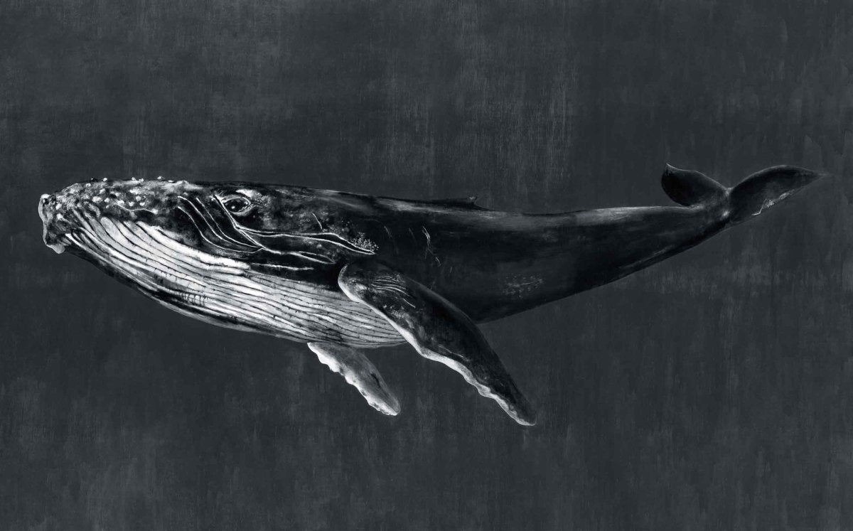 Coordonné Naturae Humpback Whale Night behang 9500102 - LAB COLOUR THE WORLD