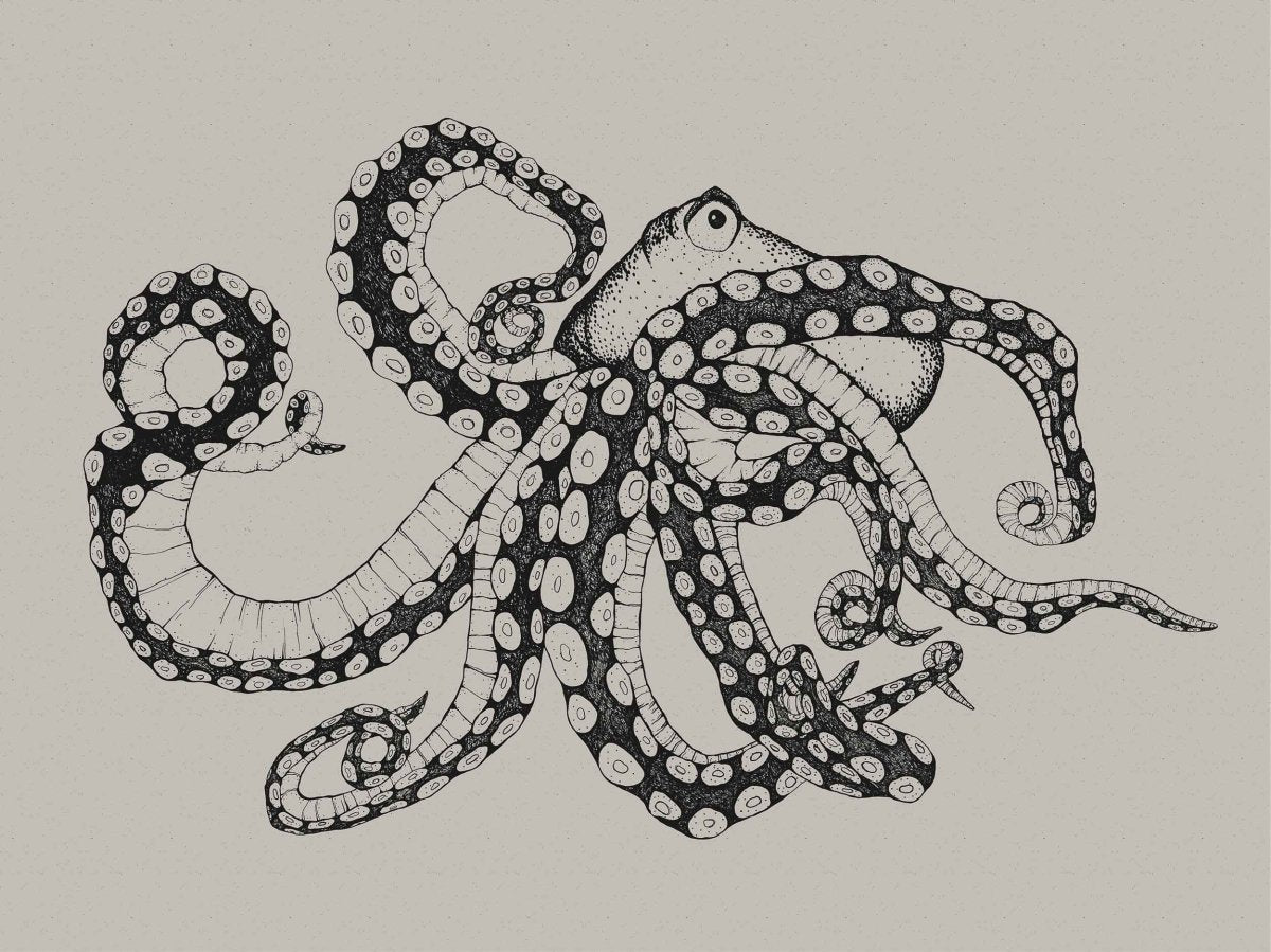 Coordonné Naturae Octopus XRay Ink behang 9500800 - LAB COLOUR THE WORLD