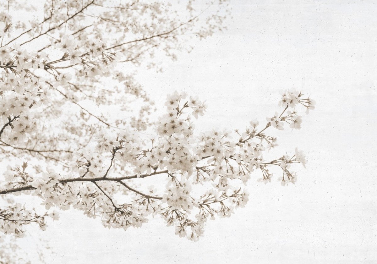 Coordonné Random Papers Blossom almond tree behang 6500305 - LAB COLOUR THE WORLD