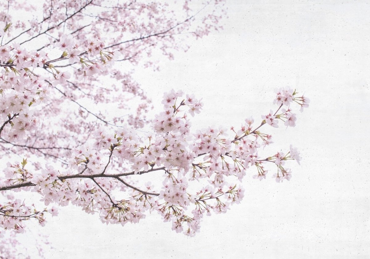 Coordonné Random Papers Blossom almond tree behang 6500306 - LAB COLOUR THE WORLD