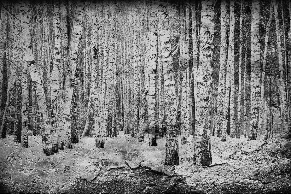 Coordonné Random Papers Broken forest behang 6500201 - LAB COLOUR THE WORLD