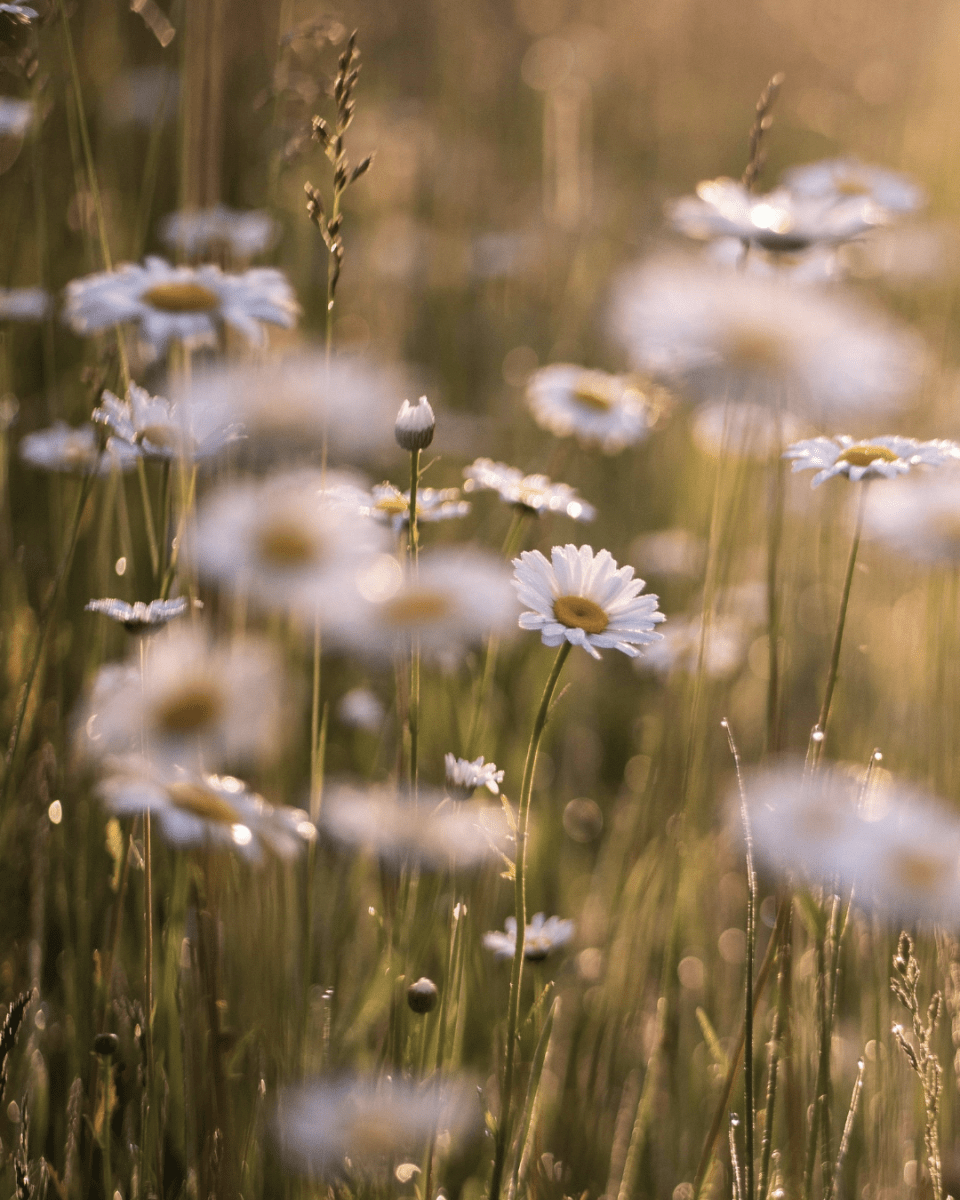 DAISY MAY NO. 504 - LAB COLOUR THE WORLD