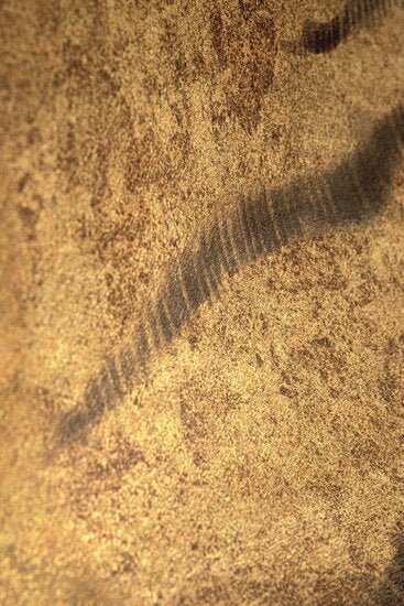 ÉLITIS Tigre Royal Behangpaneel - LAB COLOUR THE WORLD