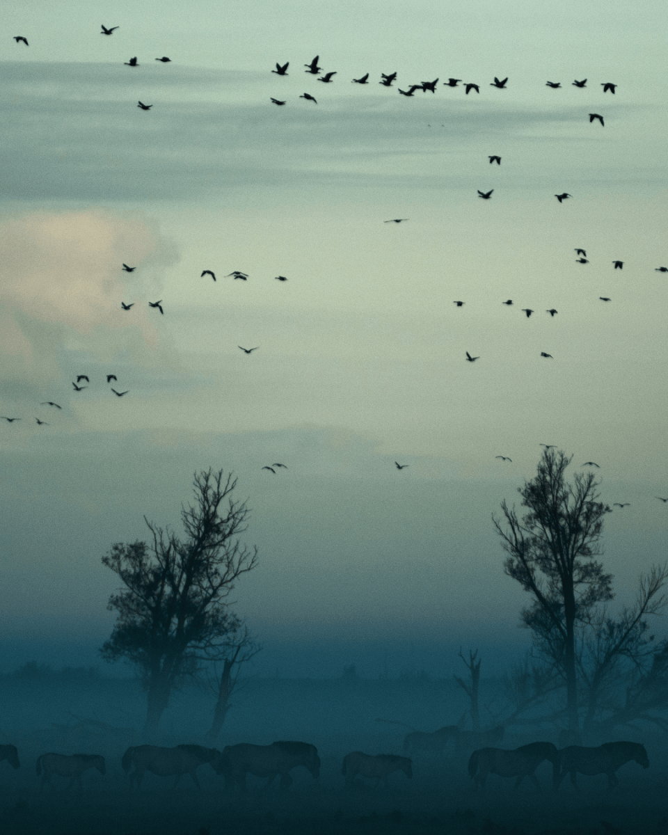 FOGGED LANDSCAPE NO. 291 - LAB COLOUR THE WORLD