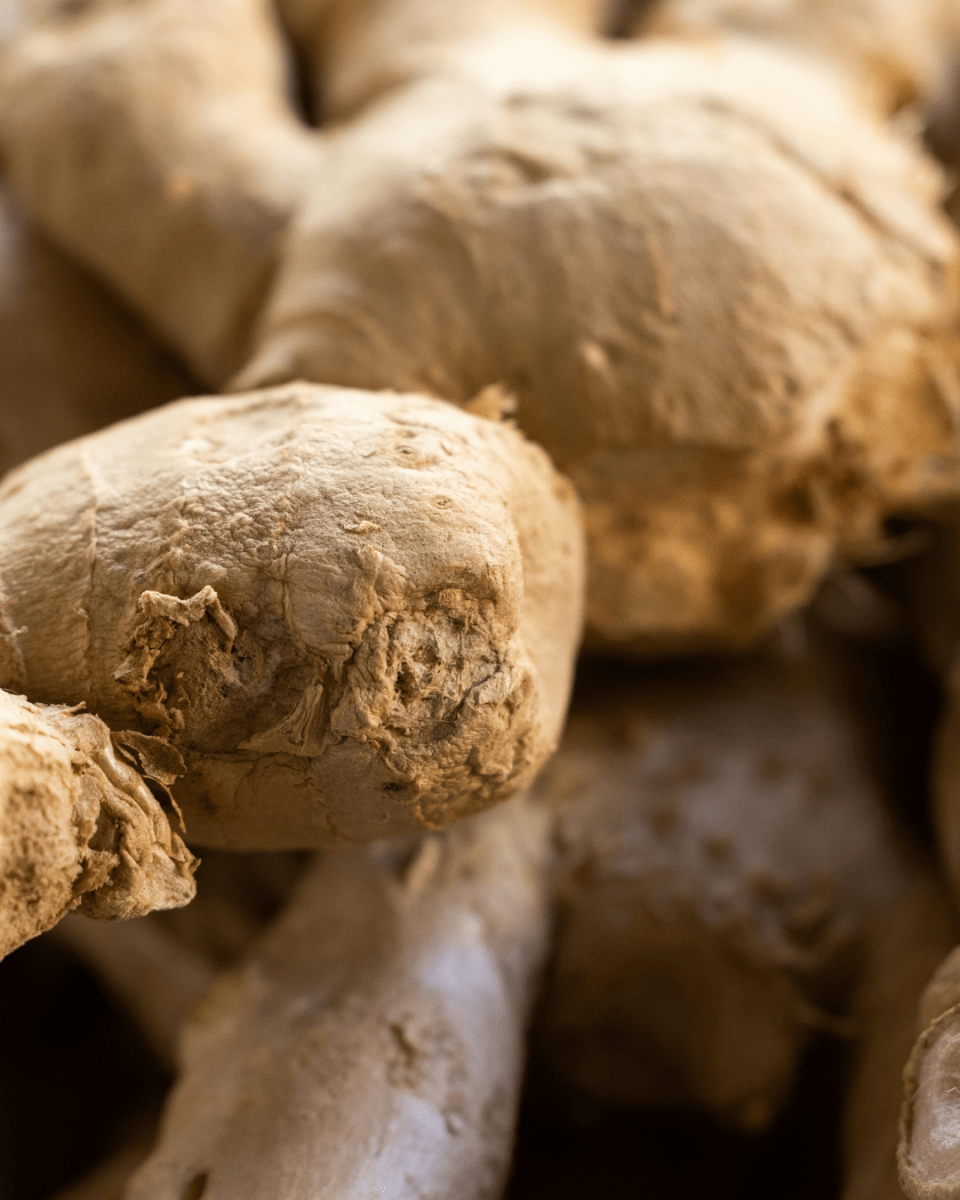 GINGER NO. 260 - LAB COLOUR THE WORLD