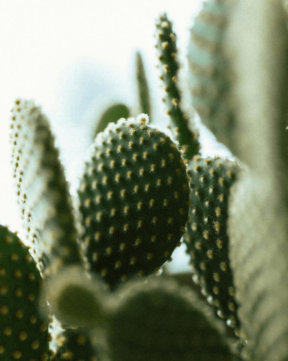 GREEN CACTUS NO. 12 - LAB COLOUR THE WORLD