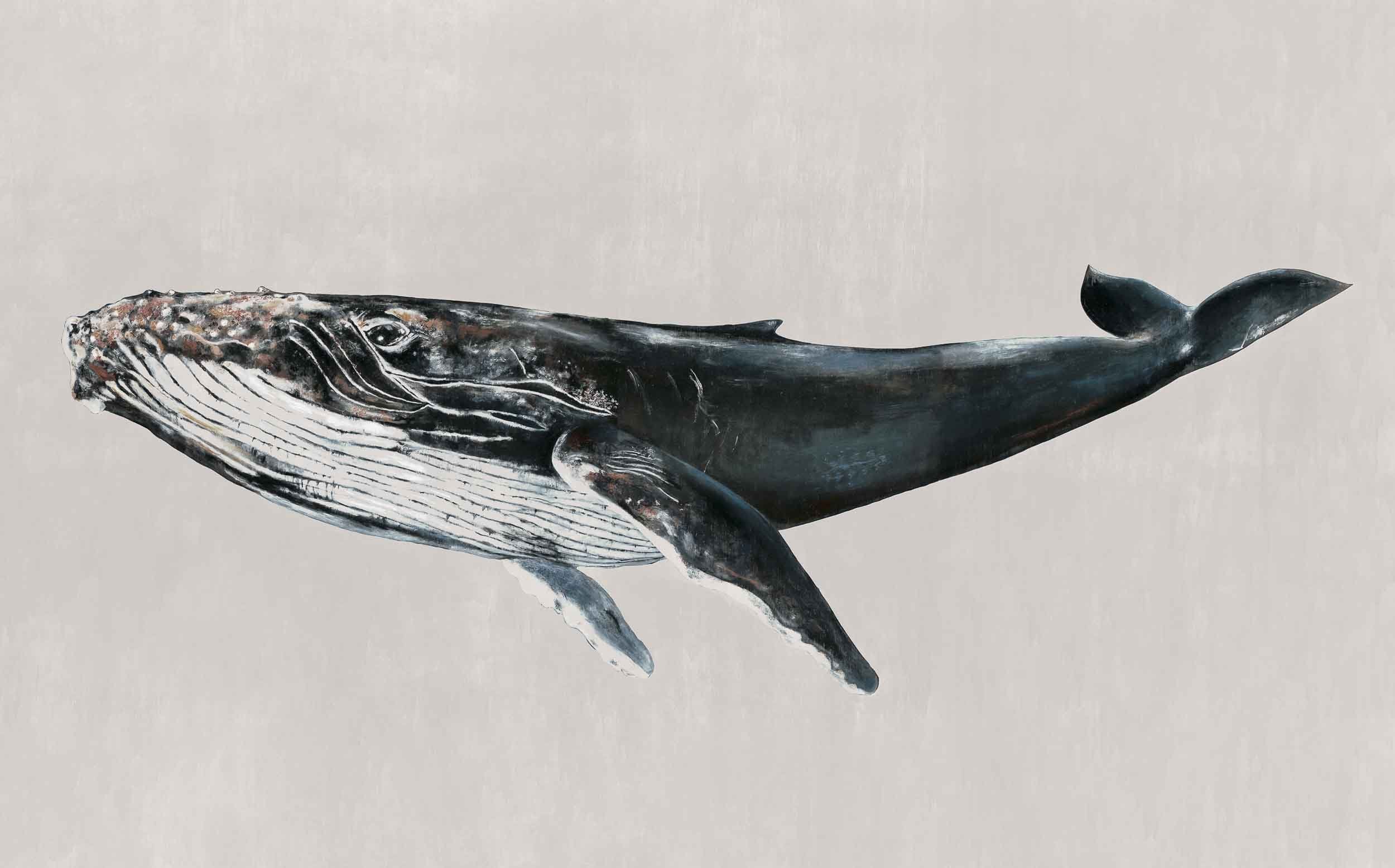Coordonné Naturae Humpback Whale behang 9500103 behang afbeelding 1