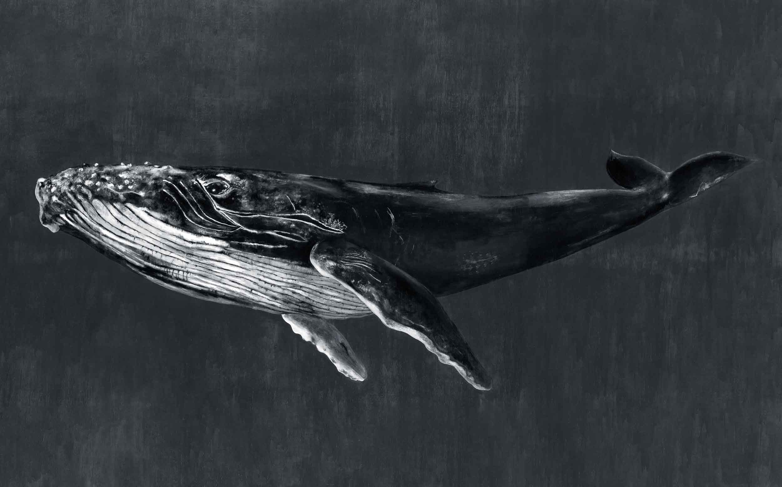 Coordonné Naturae Humpback Whale behang 9500102 behang afbeelding 1
