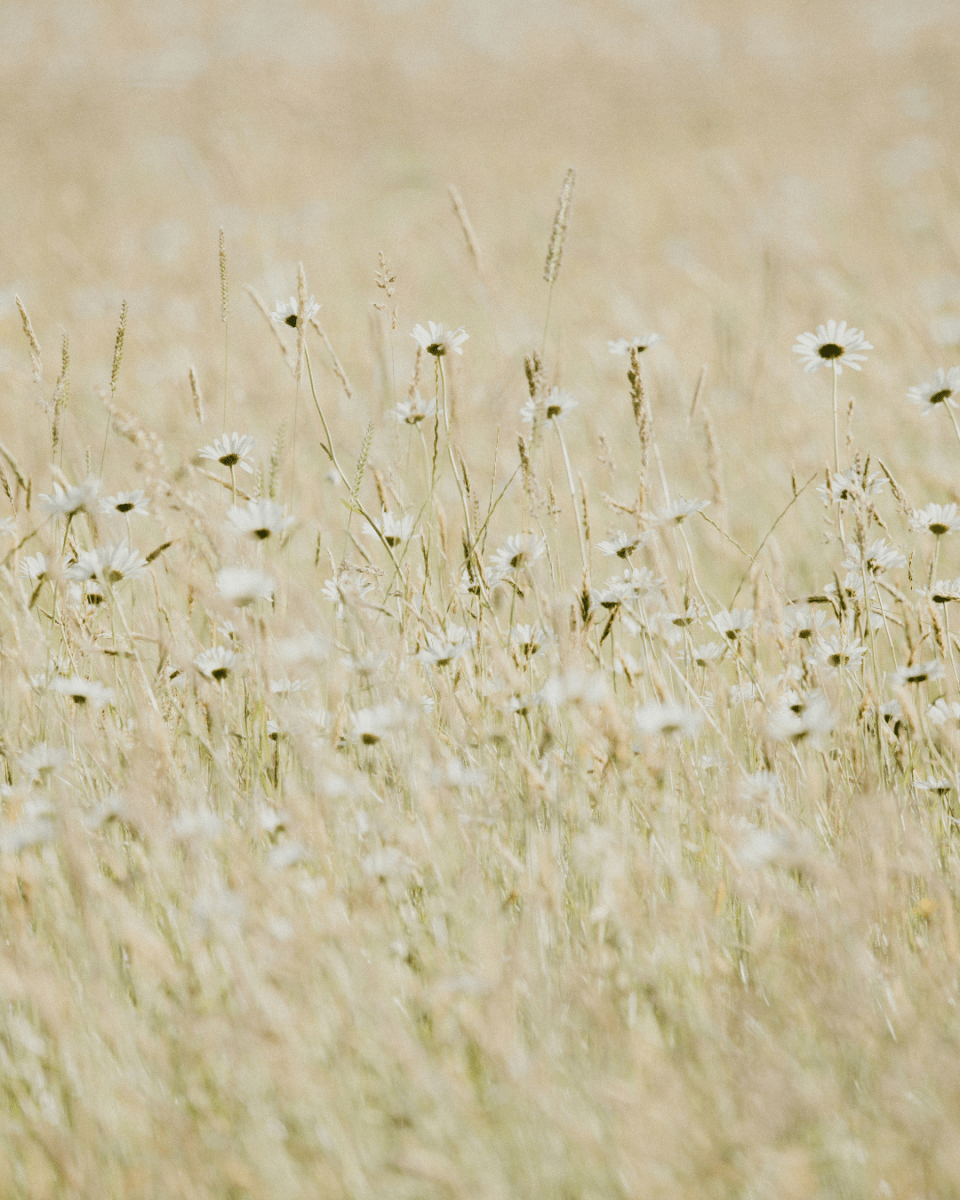 LA COUTURE NO. 693 - LAB COLOUR THE WORLD