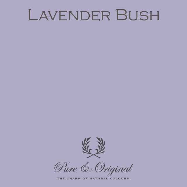 Lavender Bush - LAB COLOUR THE WORLD
