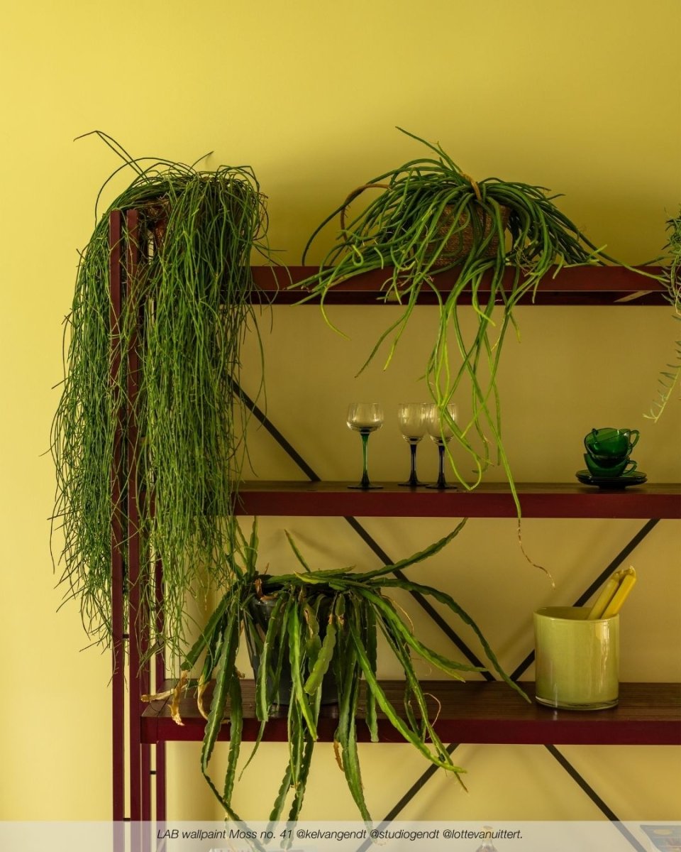 MOSS NO. 41 - LAB COLOUR THE WORLD
