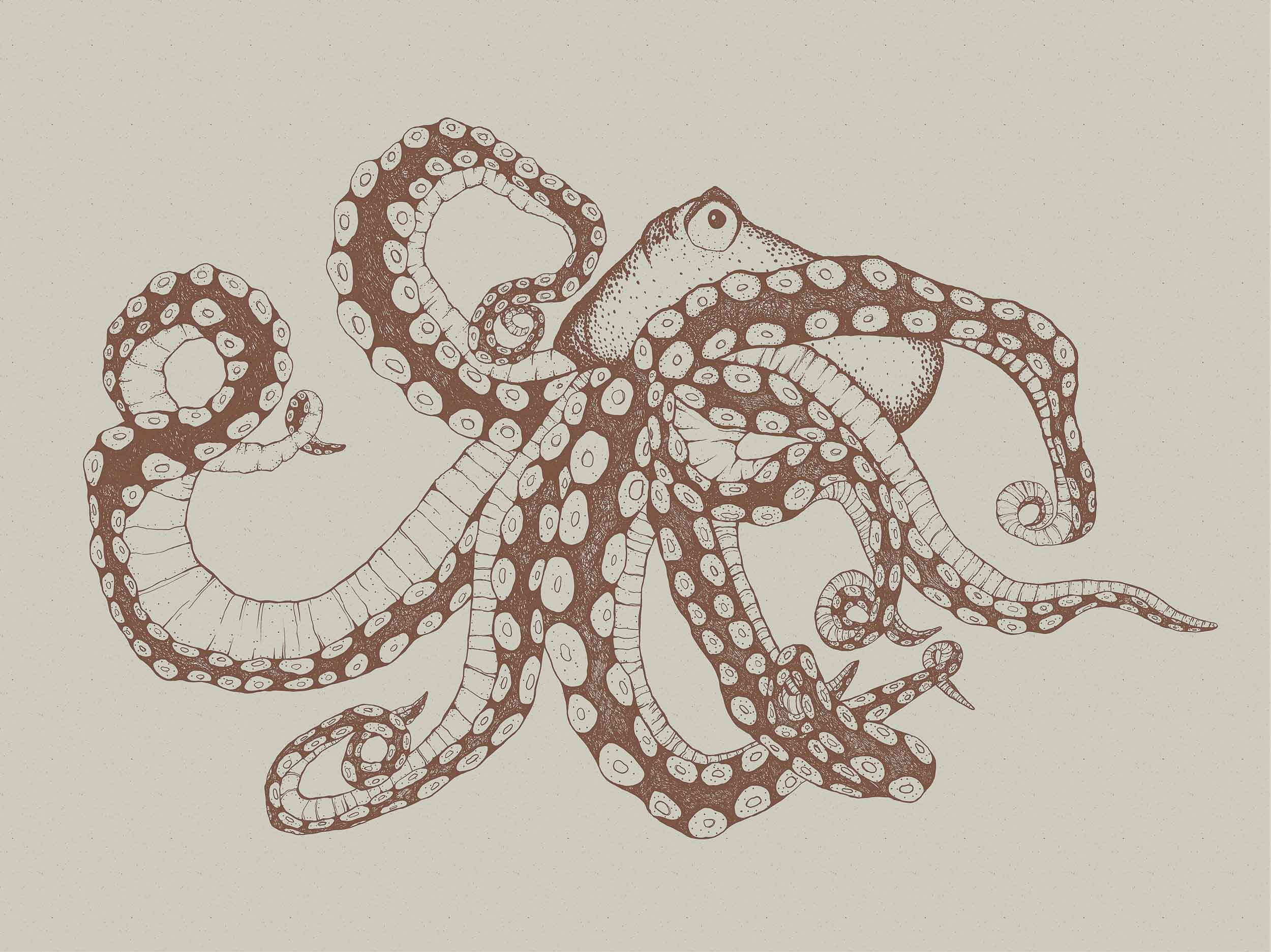 Coordonné Naturae Octopus XRay behang 9500801 behang afbeelding 1