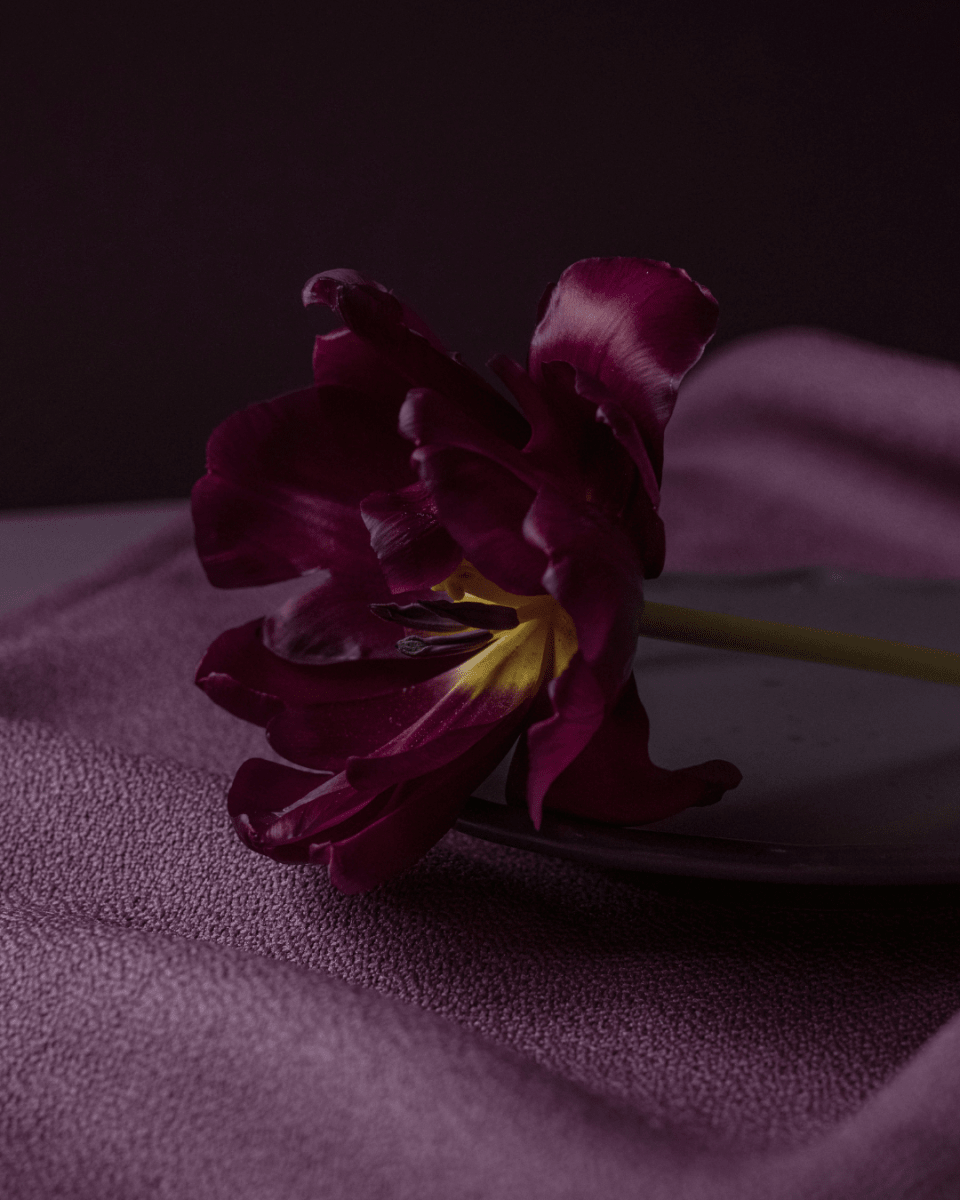 PURPLE PALACE NO. 301 - LAB COLOUR THE WORLD