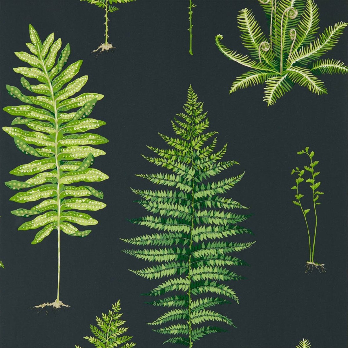 Sanderson Fernery Behang 216634 - LAB COLOUR THE WORLD