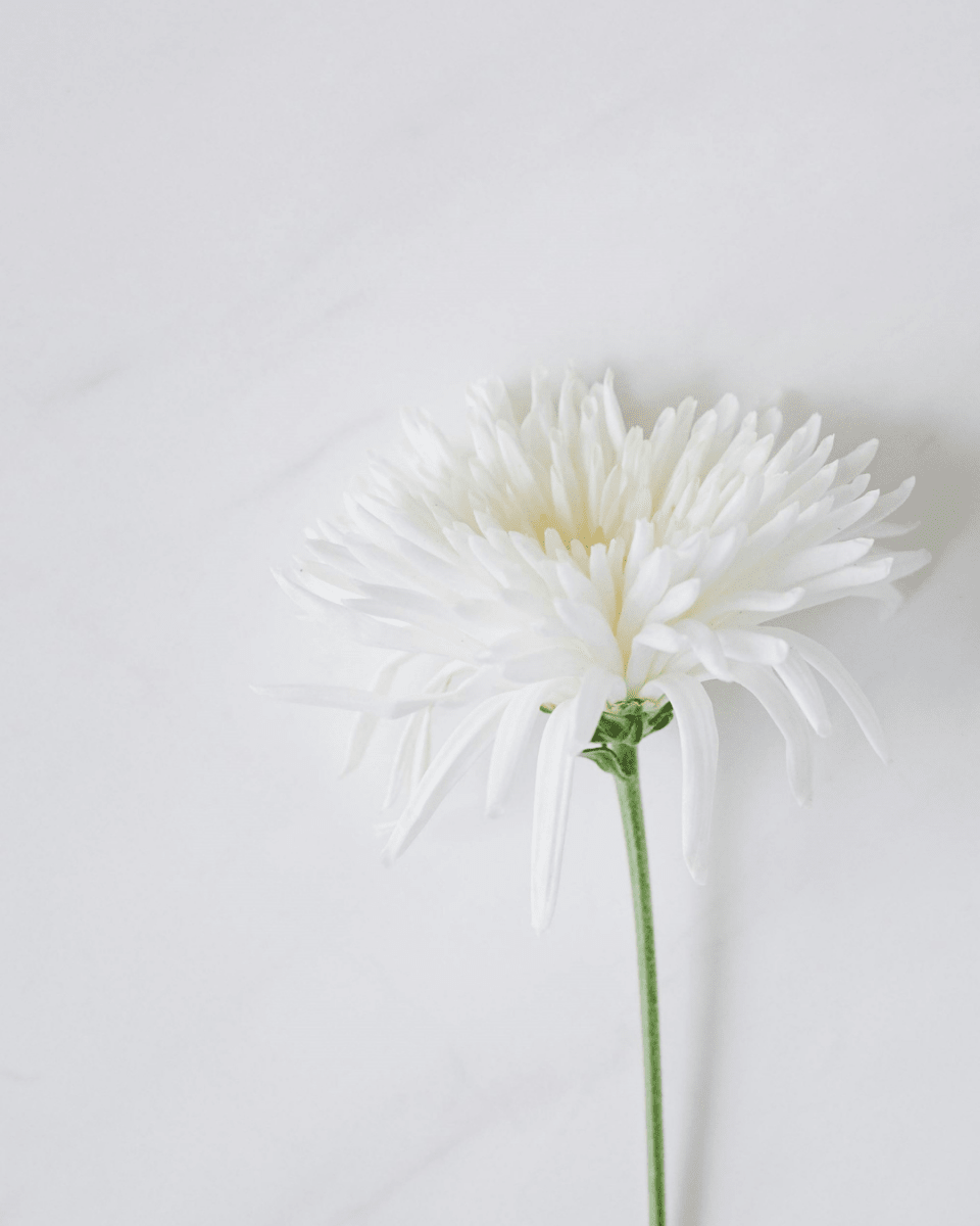 SPIDER MUM NO. 310 - LAB COLOUR THE WORLD