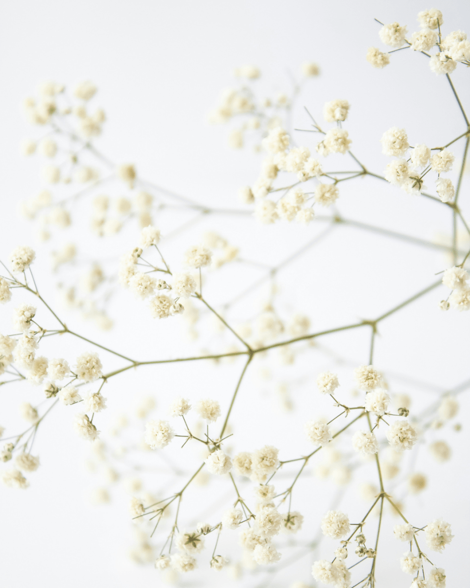 WHITE BLOSSOM NO. 921 - LAB COLOUR THE WORLD