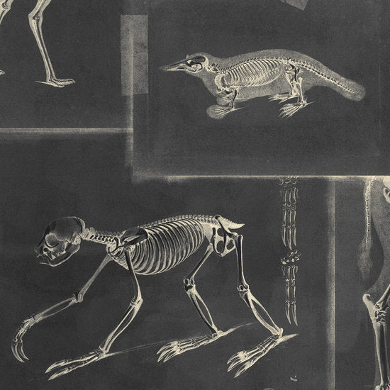Mind The Gap Zooarchaeology Behang WP20237 - LAB COLOUR THE WORLD
