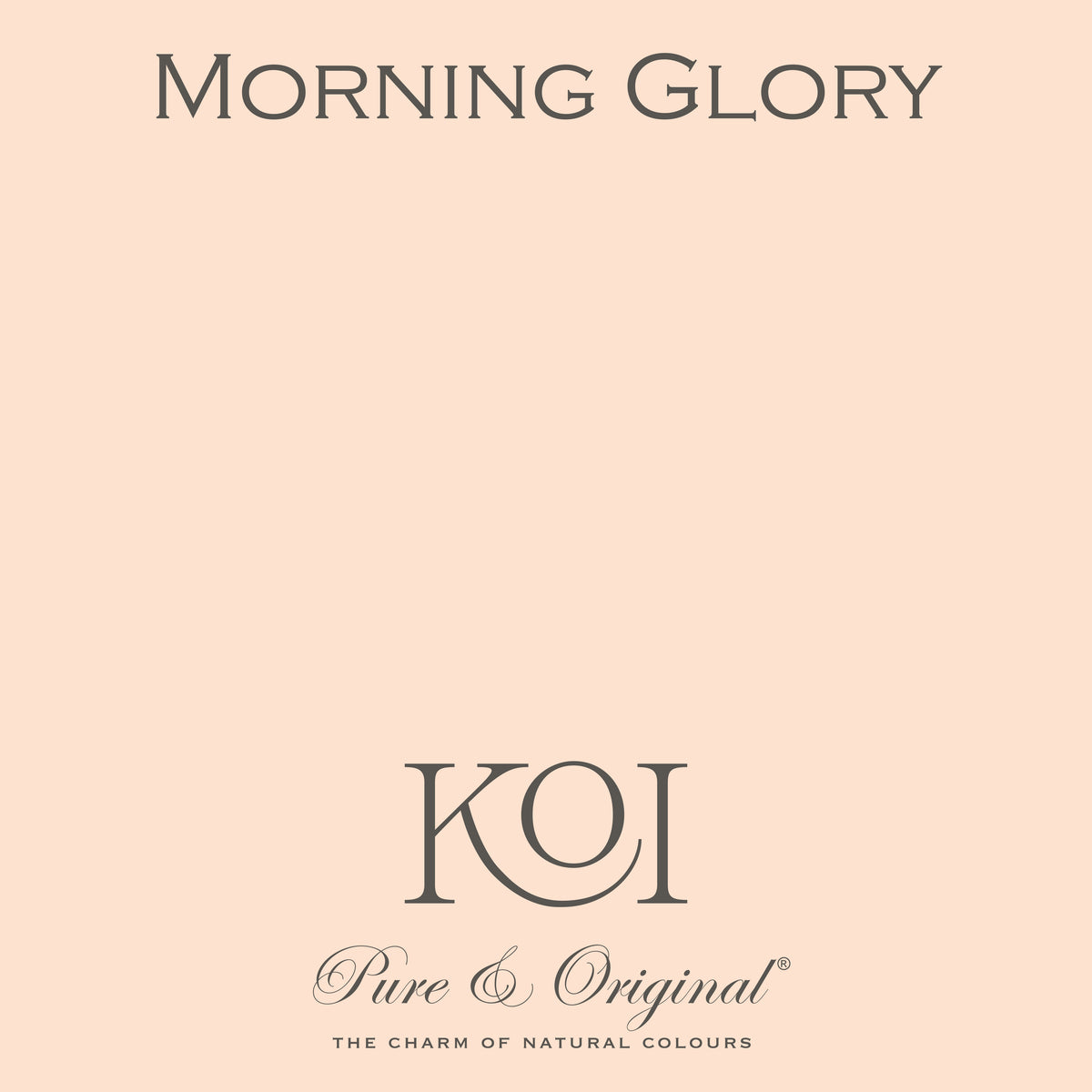 Morning Glory