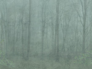 Sandberg Skog Behang 622-08 - Forest Green