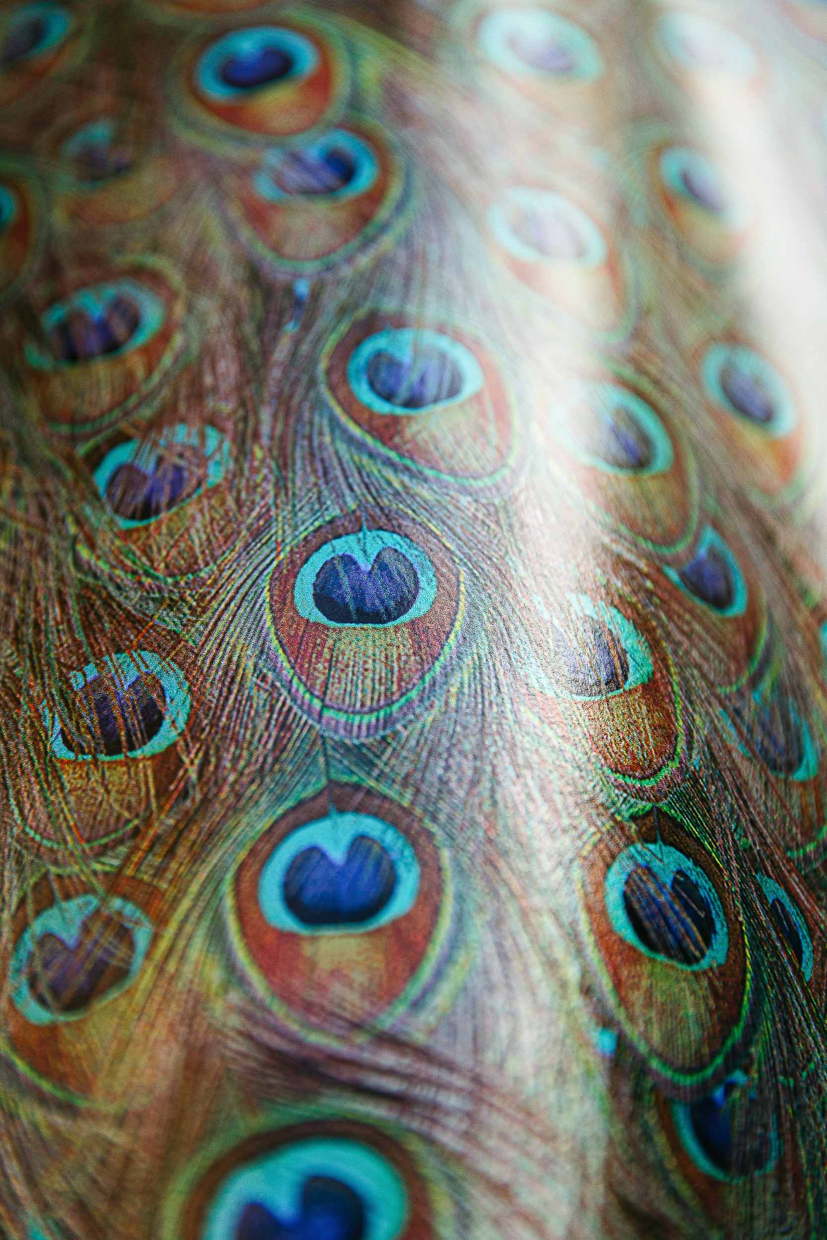 Coordonné Random Metallics Peafowl behang 9600091S sfeer afbeelding 3