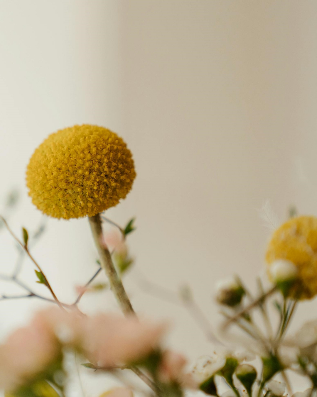 BILLY BUTTON NO. 775