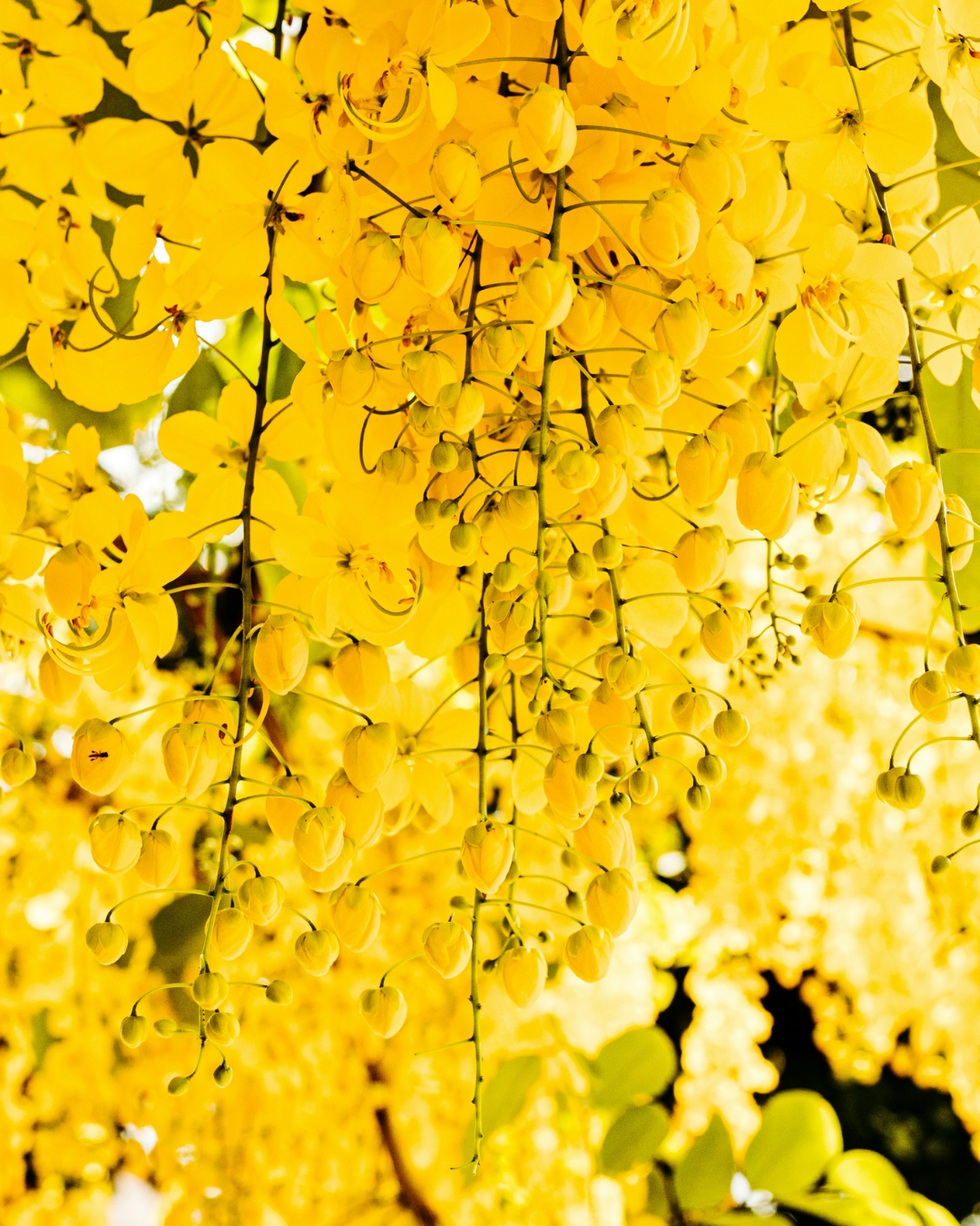 BILLY BUTTON NO. 775