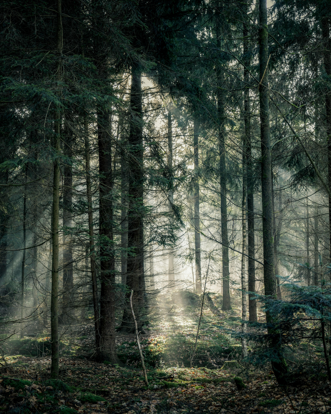 FOREST GREEN NO. 277