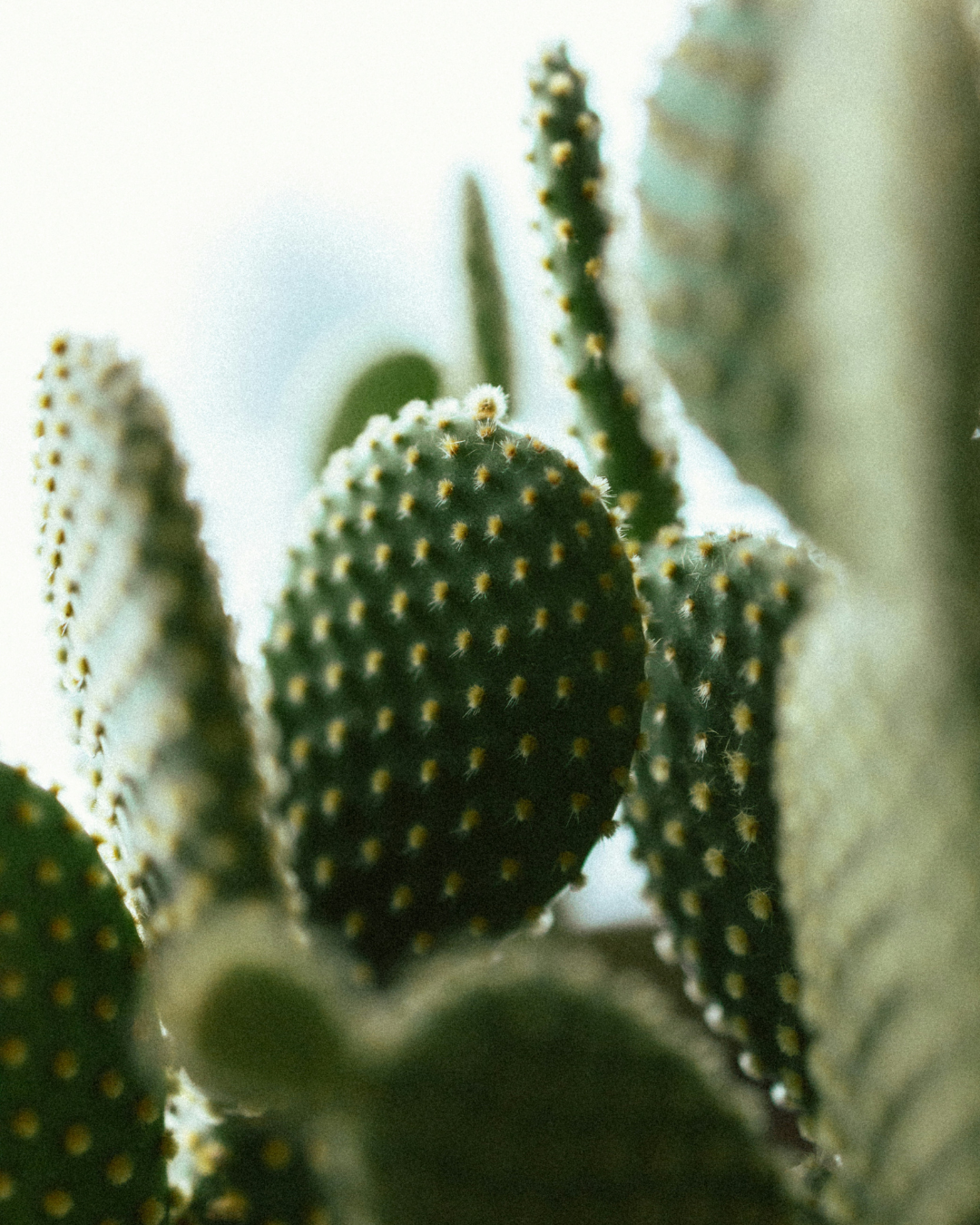 GREEN CACTUS NO. 12