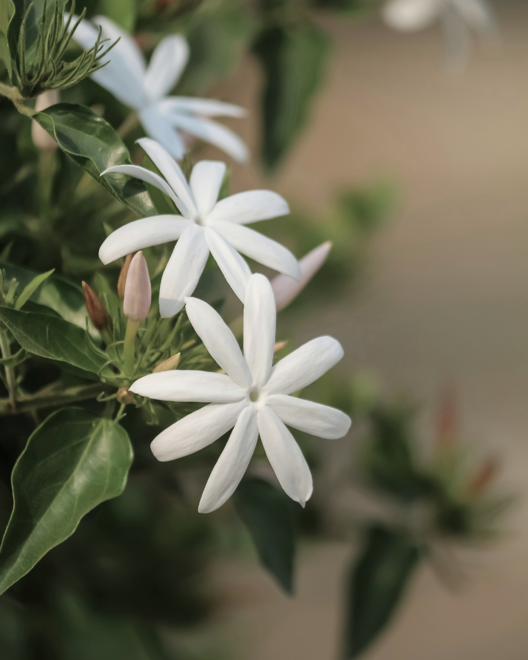 JASMIN BLEND NO. 467