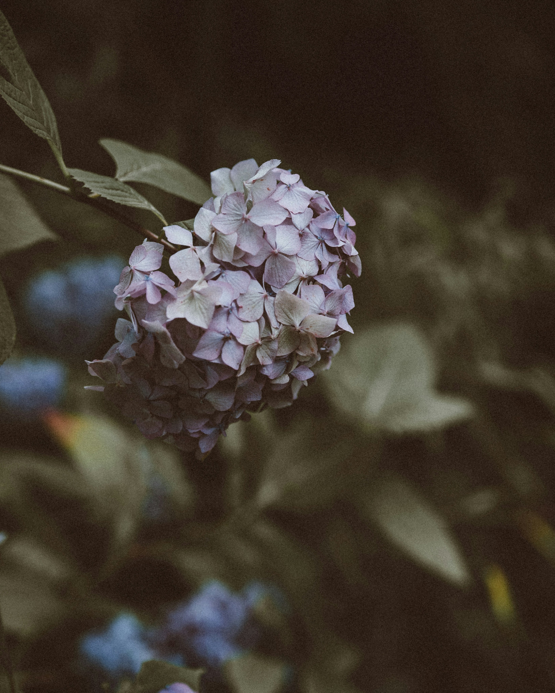 Powder blush no. 132