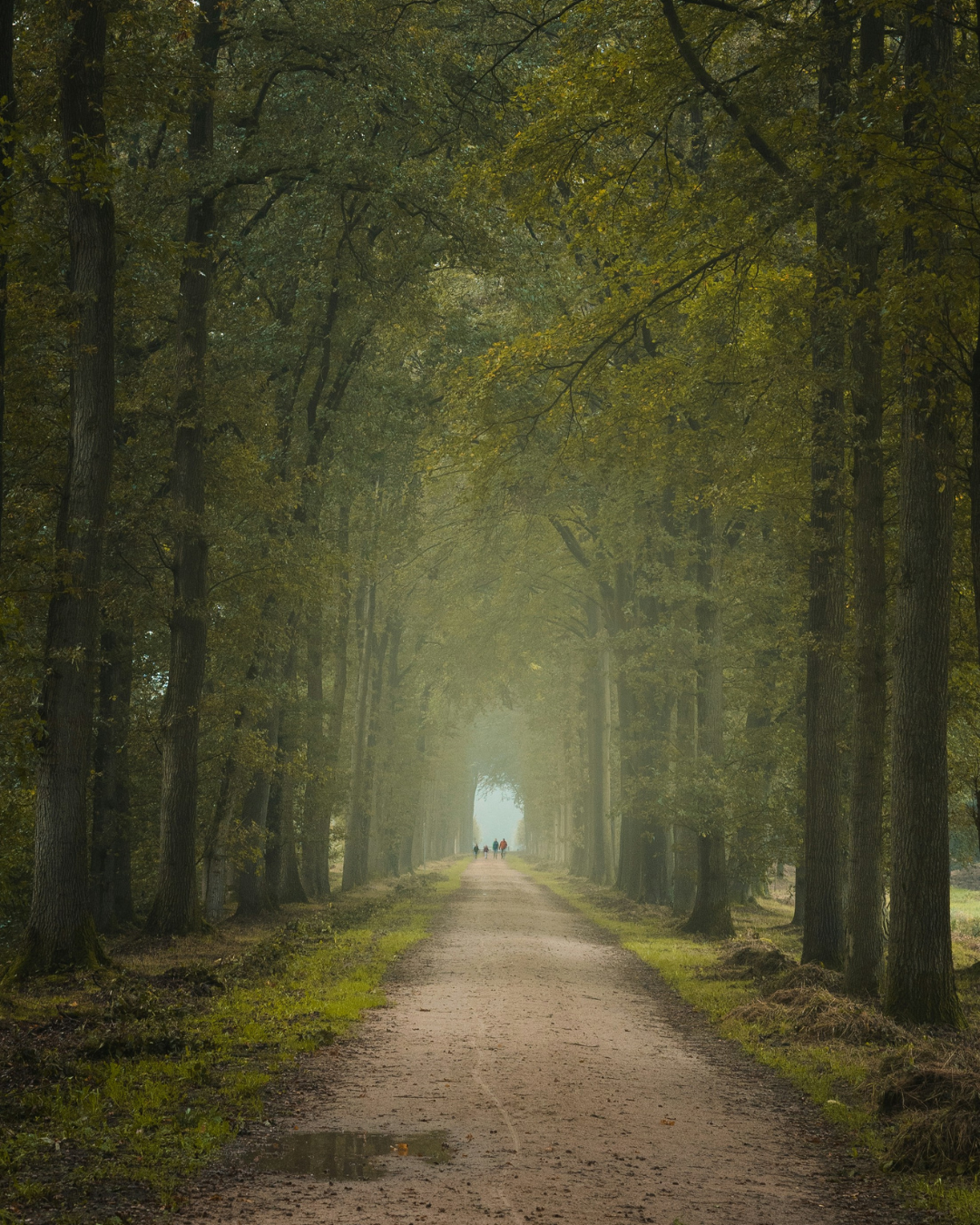 WHISPERING WOODS NO. 62