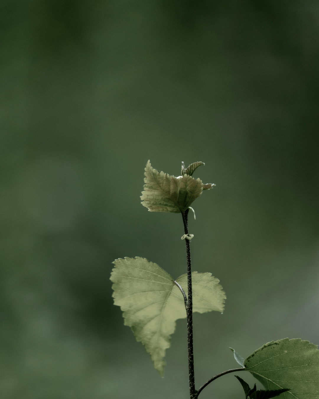 WHISPERING WOODS NO. 62