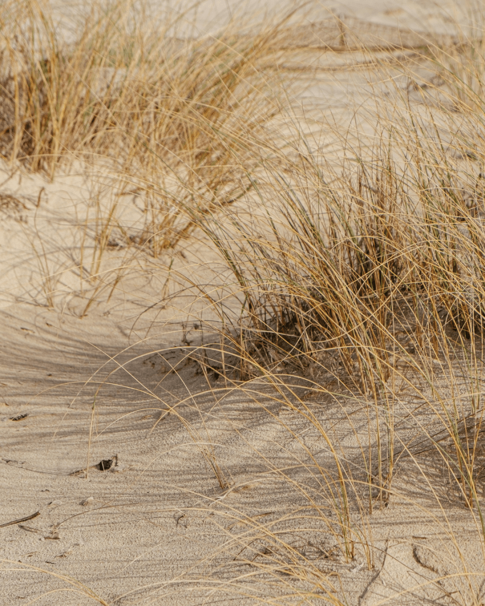 BEACH WALK NO. 415 - LAB COLOUR THE WORLD