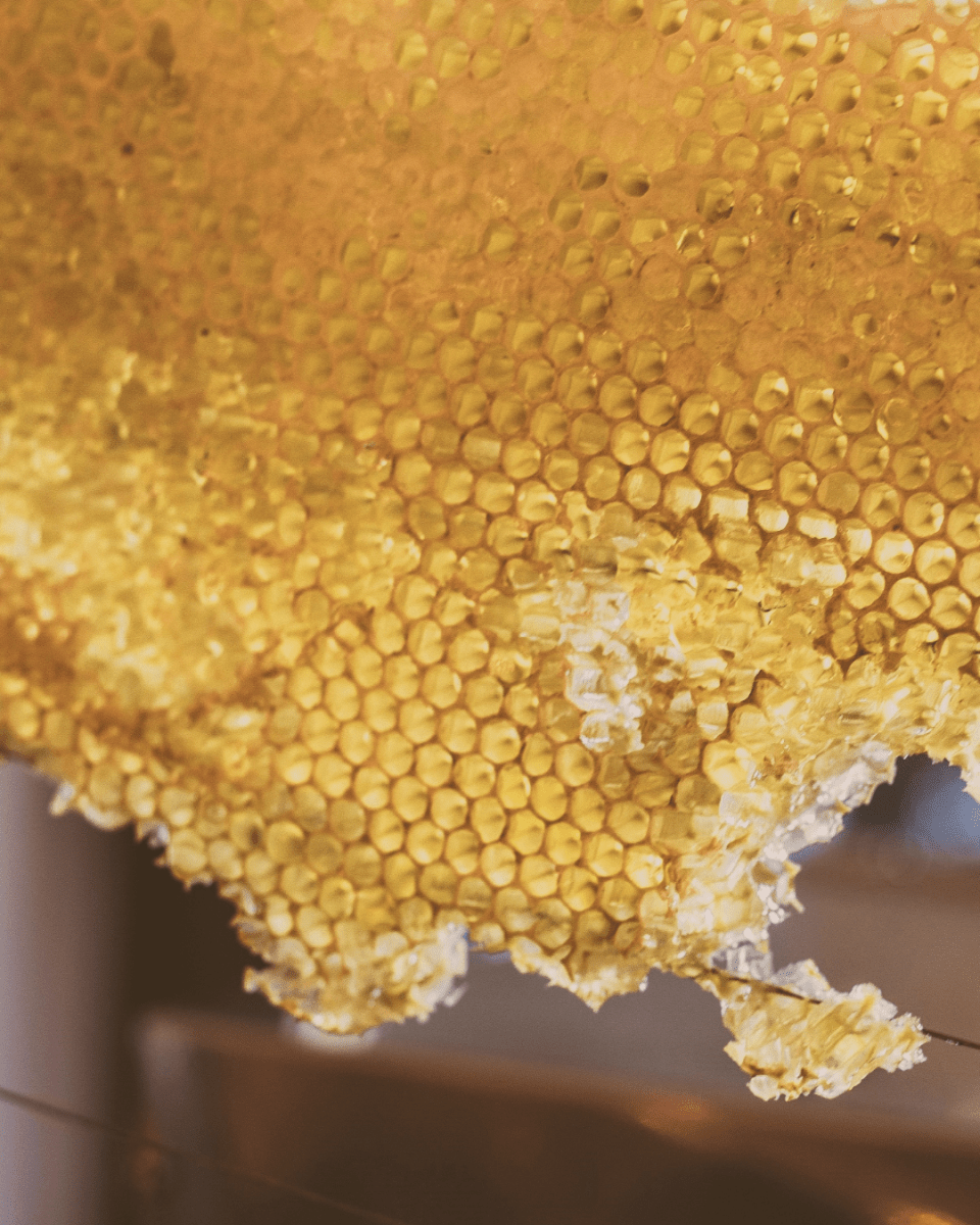 BUMBLEBEE NO. 872 - LAB COLOUR THE WORLD