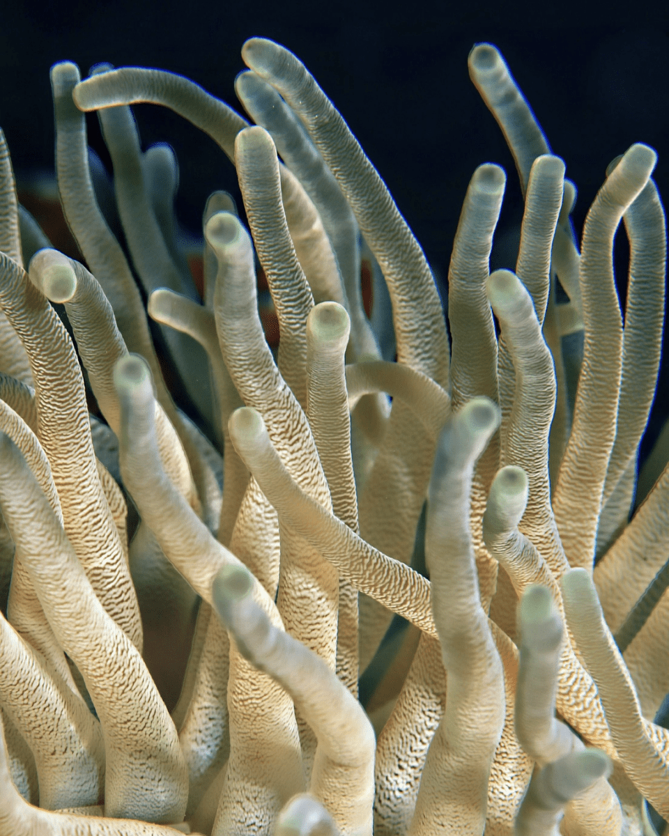 CLASSIC CORAL NO. 320 - LAB COLOUR THE WORLD