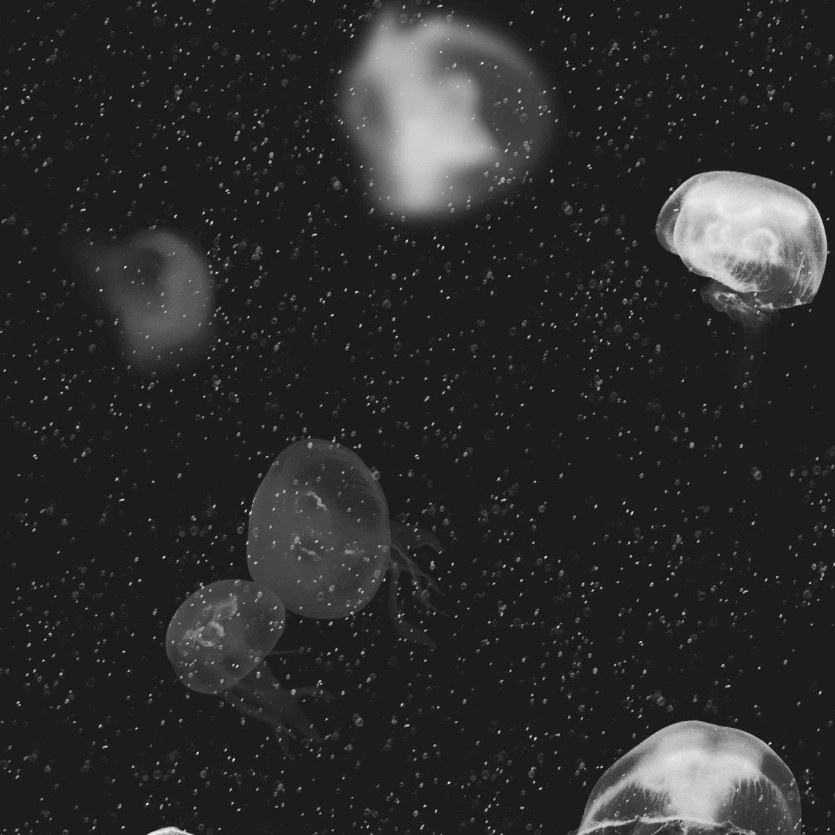 Coordonné Essentia 150/50 Jellyfish behang 5800012 - LAB COLOUR THE WORLD