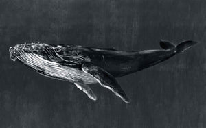 Coordonné Naturae Humpback Whale Night behang 9500102 - LAB COLOUR THE WORLD