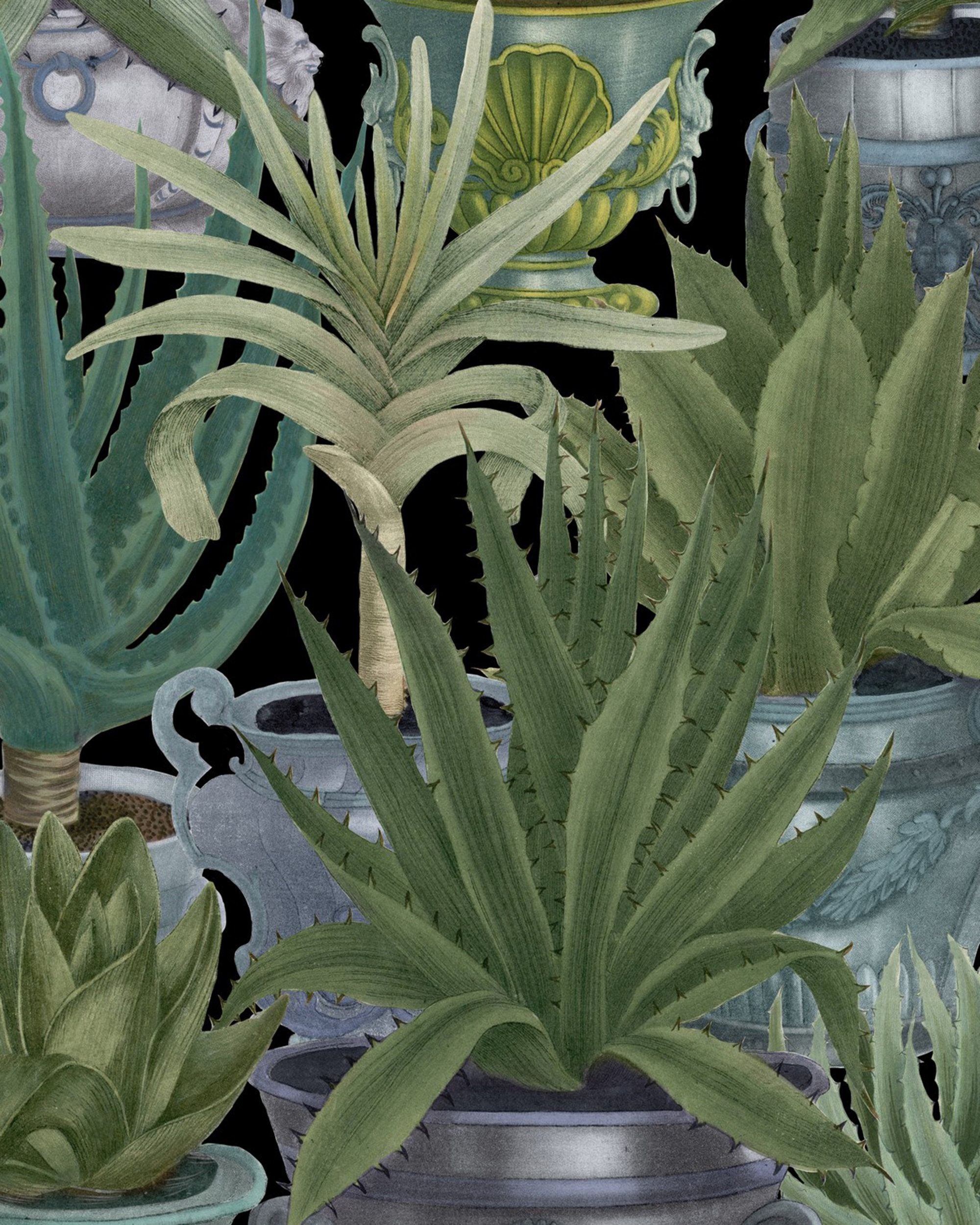 Mind The Gap Echeveria Behang