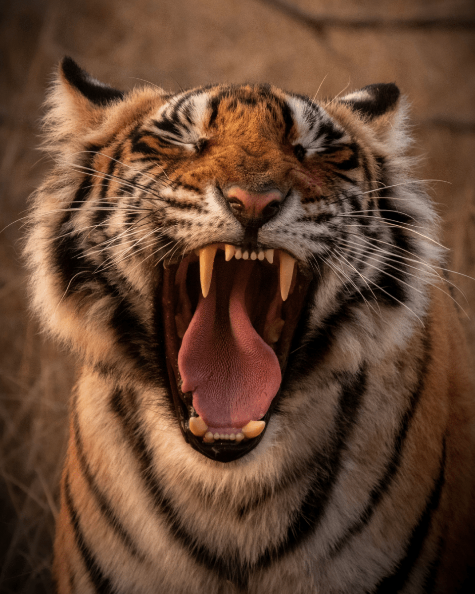 EPIC TIGER NO. 246 - LAB COLOUR THE WORLD