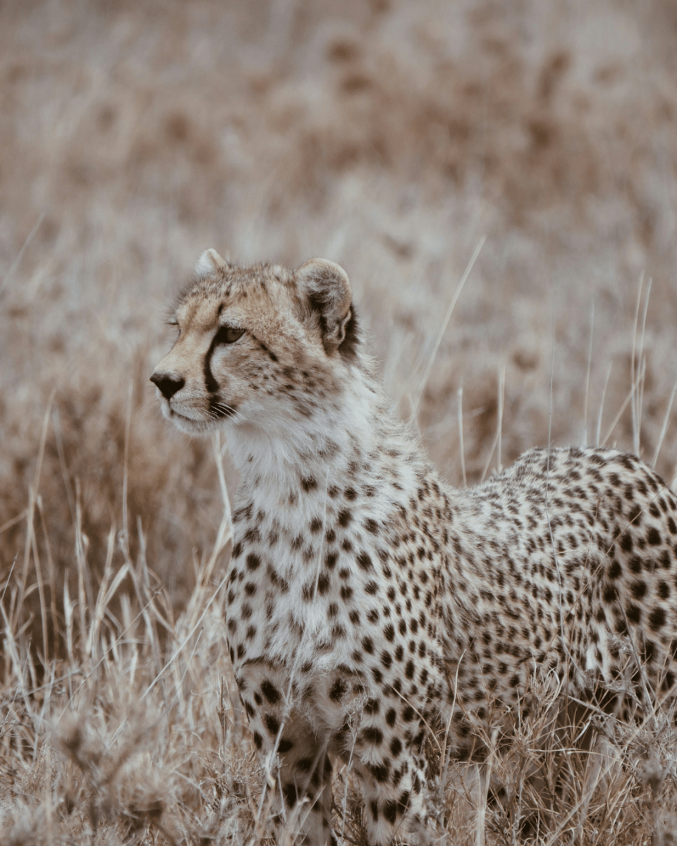 FLUFFY CHEETAH NO. 255 - LAB COLOUR THE WORLD