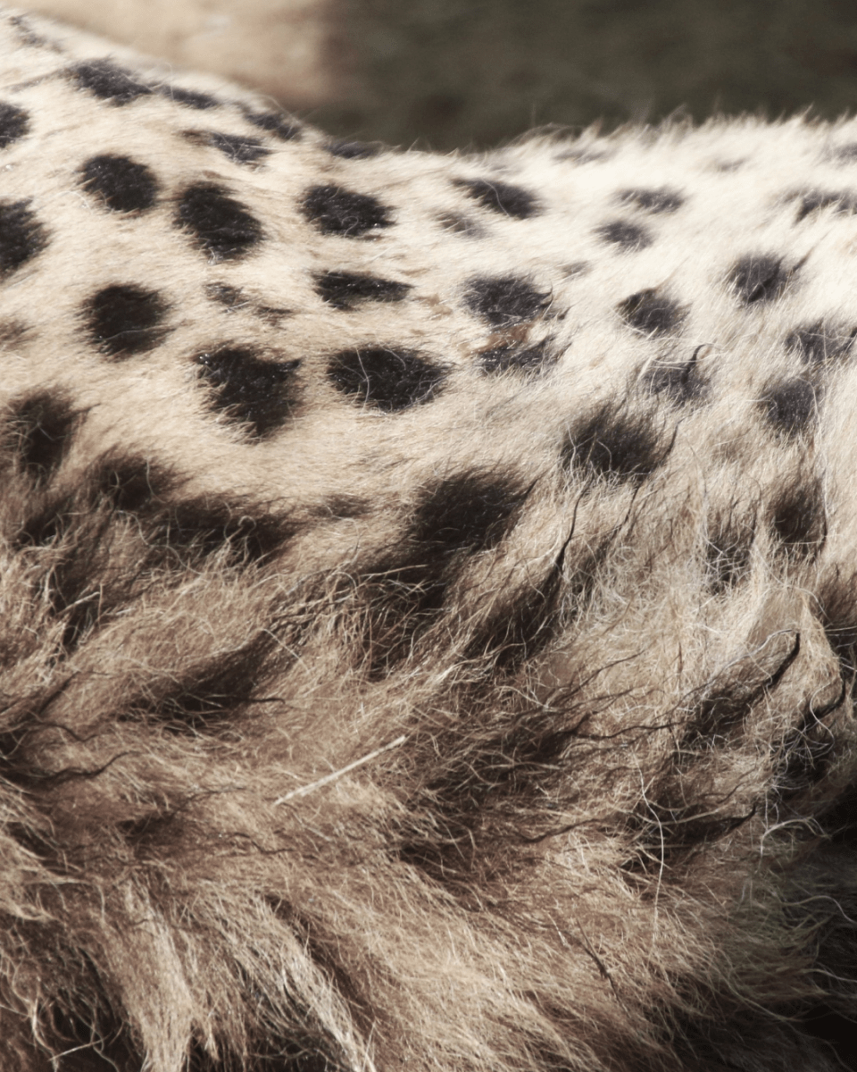 FLUFFY CHEETAH NO. 255 - LAB COLOUR THE WORLD