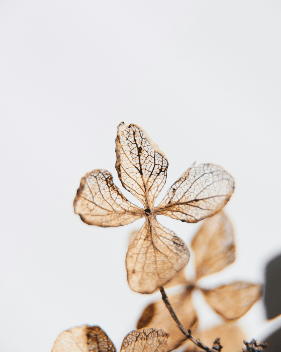 GOLDEN LEAF NO. 752 - LAB COLOUR THE WORLD